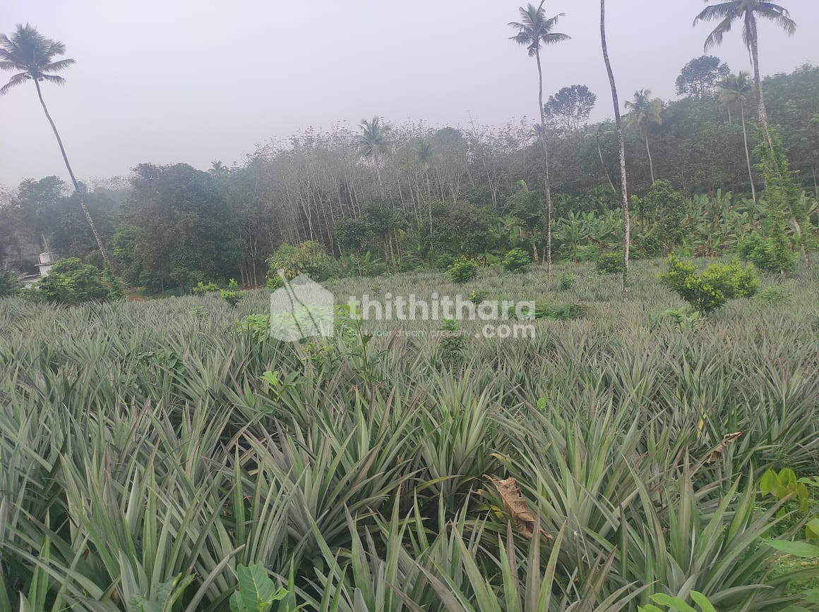 Residential Land for Sale in Kothamangalam Ernakulam
