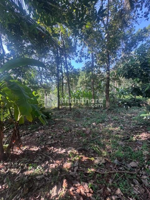 Land for Sale in Kondotty Malappuram
