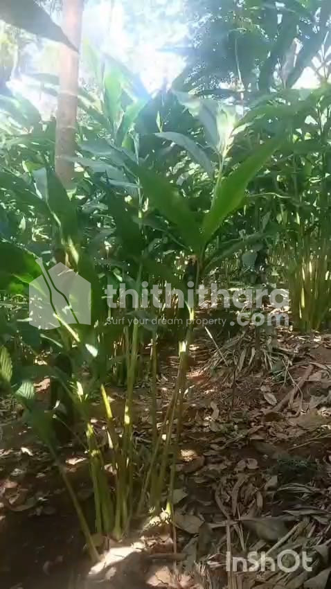 Agricultural Land for Sale in Udumbanchola Idukki