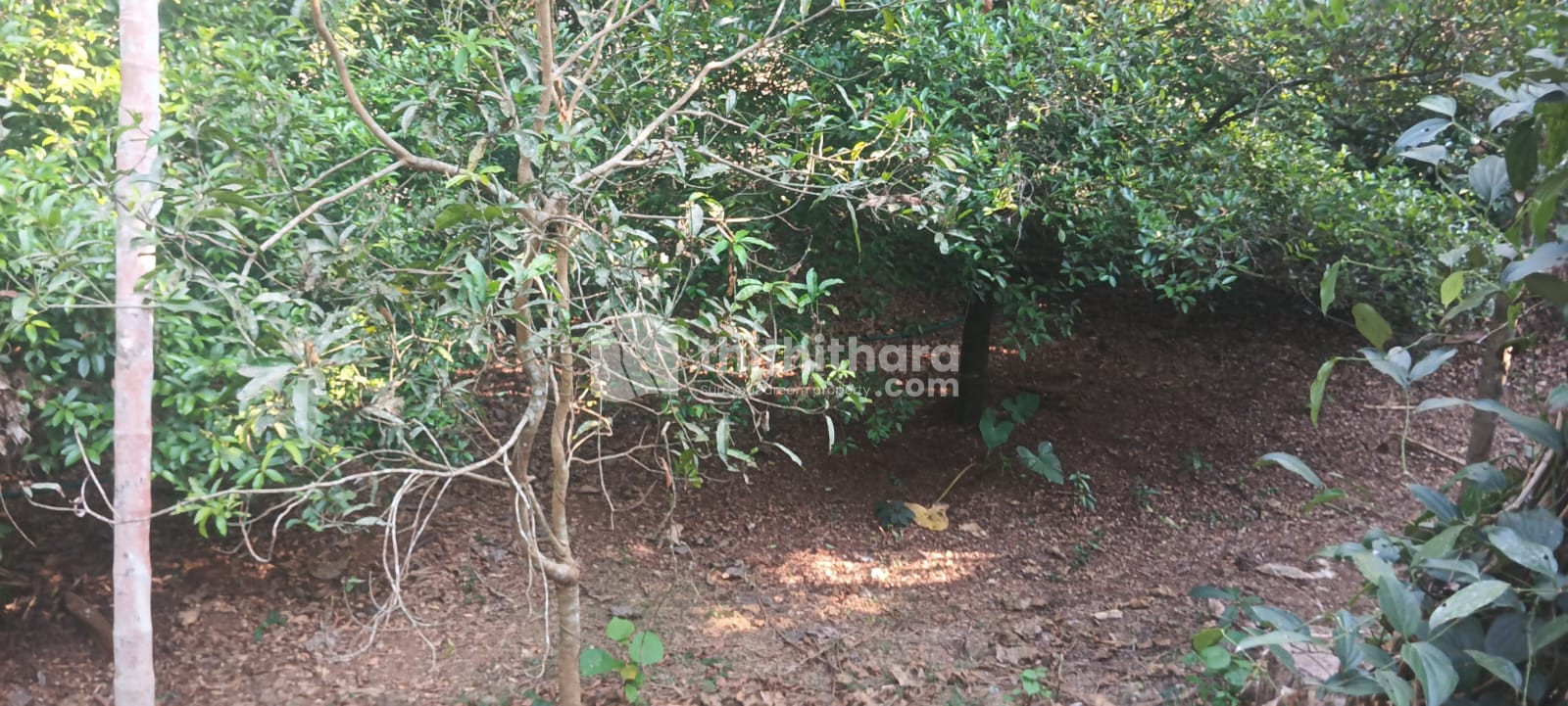 Residential Land available for Sale in Kunnathunad, Ernakulam