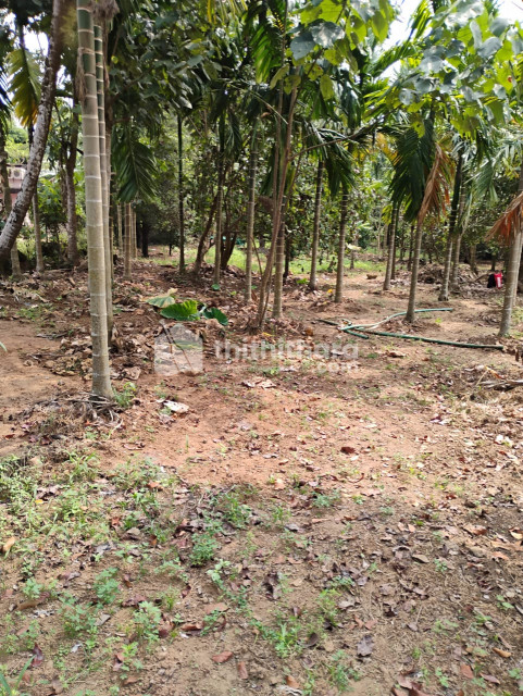 Residential Land available for Sale in  Perumbavoor, Ernakulam