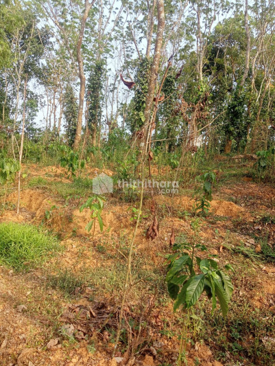 Residential Land available for Sale in Mananthavady Wayanad