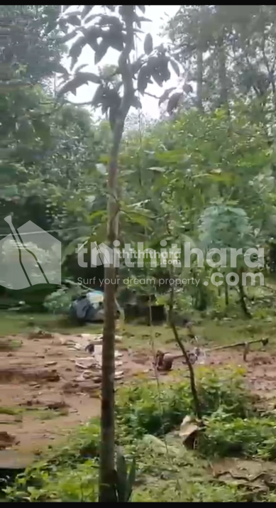 Land for Sale in Konathukunnu Thrissur