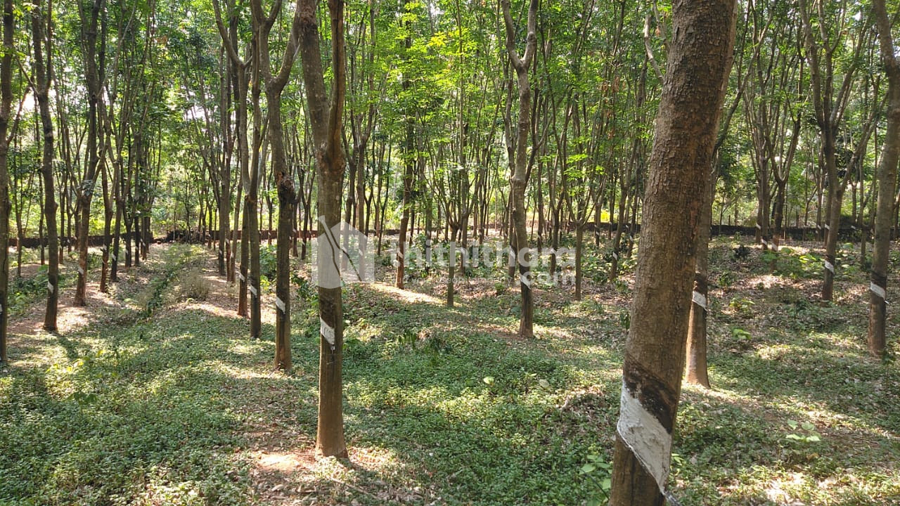 Agricultural Land for sale at Thrissur
