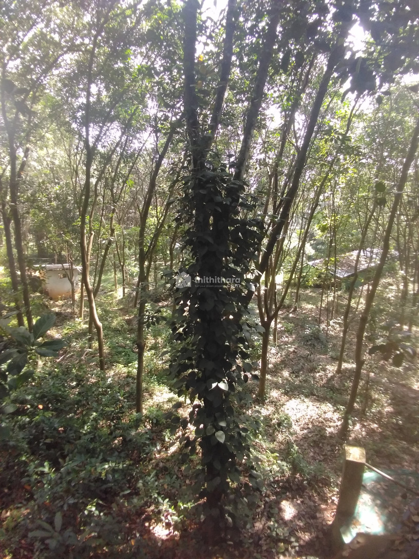 34 cent land for sale in Kottappuram, Ottapalam
