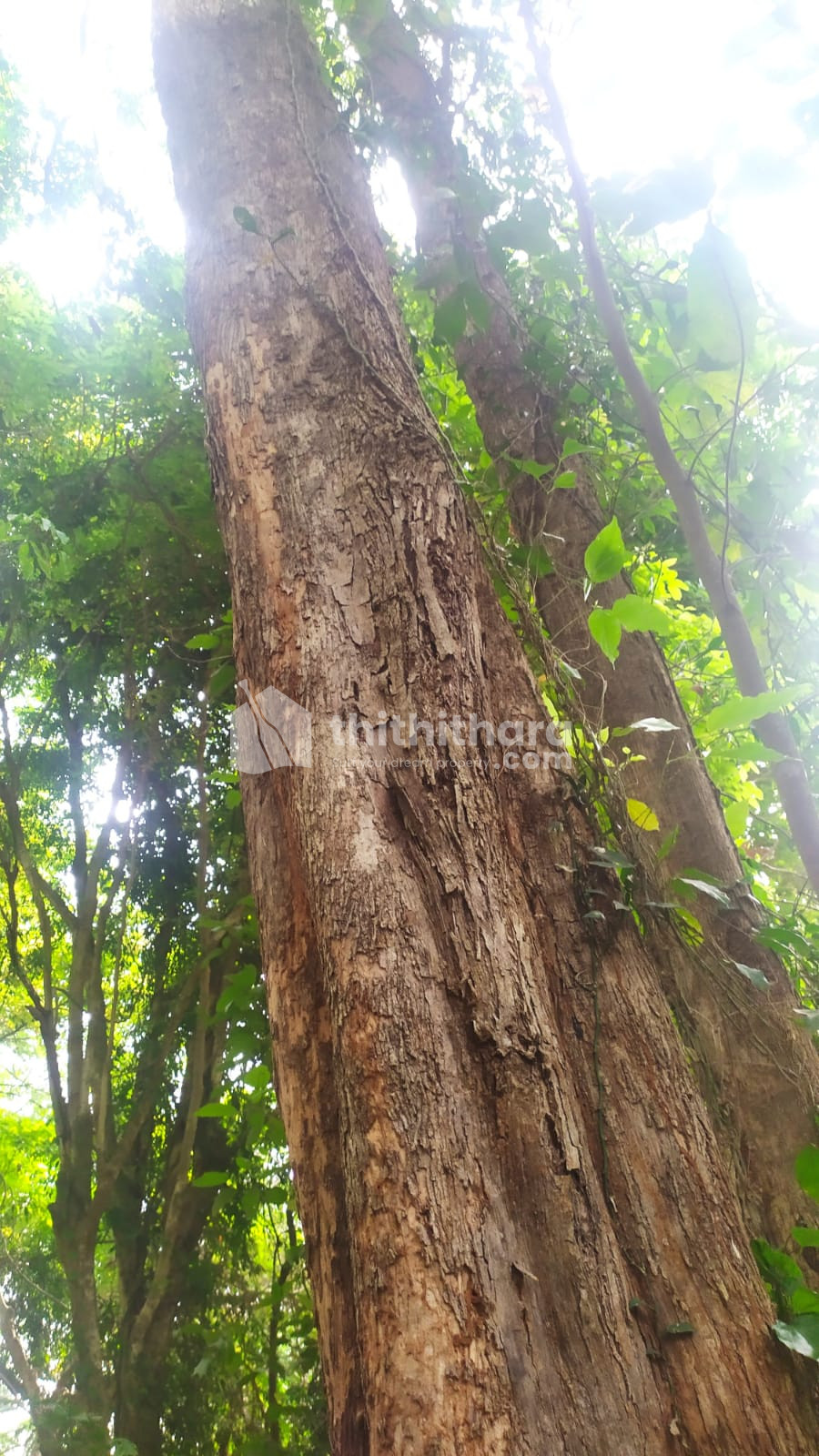 Land For Sale In Perinthalmanna Malappuram