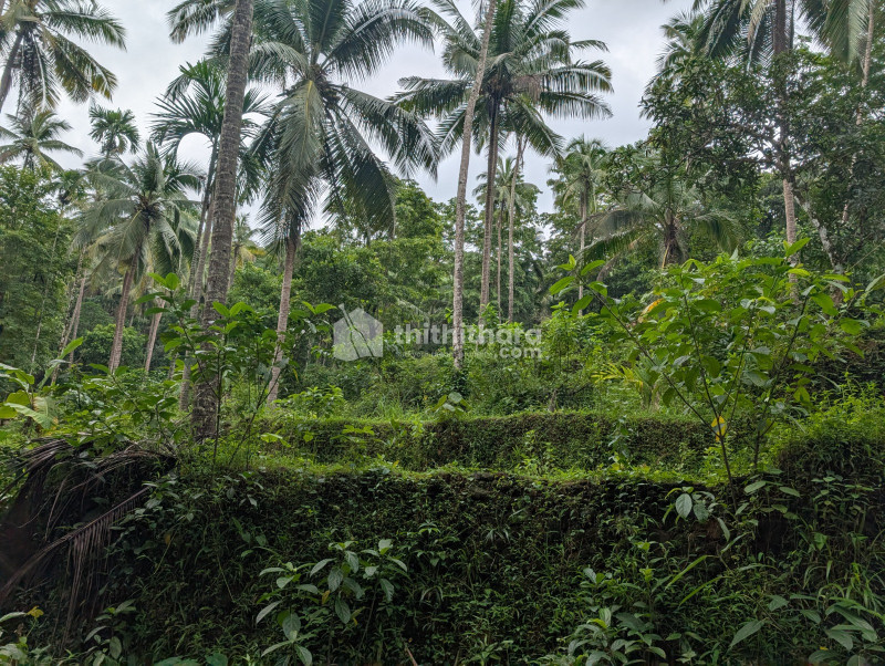 Land  For Sale in Nadapuram, Kozhikode