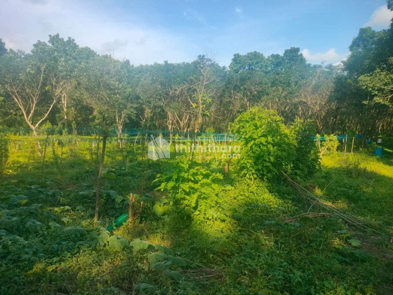 Land For Sale In Veerolipadam  Thrissur