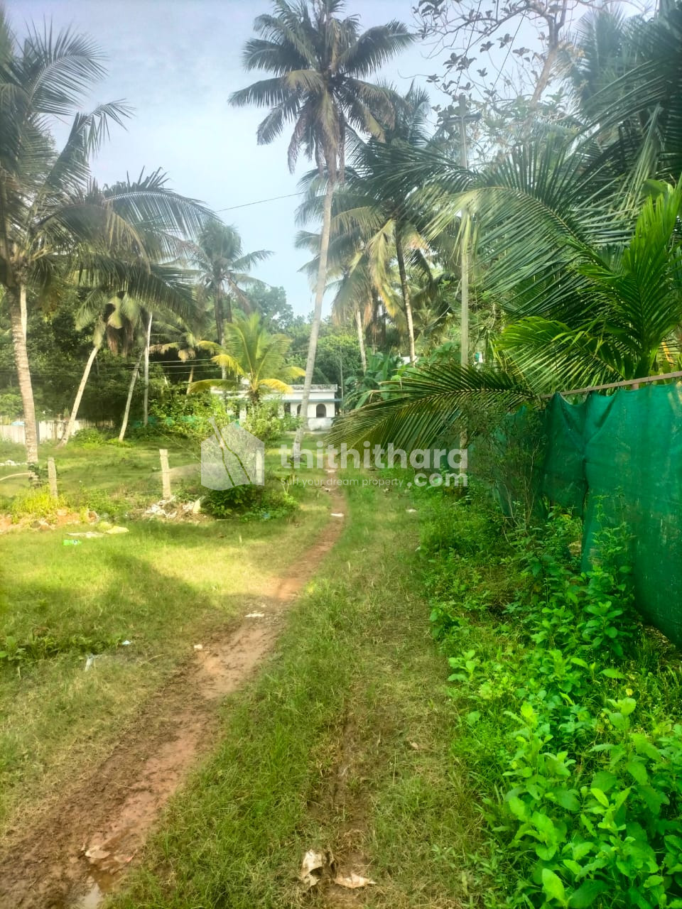 21 Cent Agricultural Land for Sale in Karunagappally, Kollam