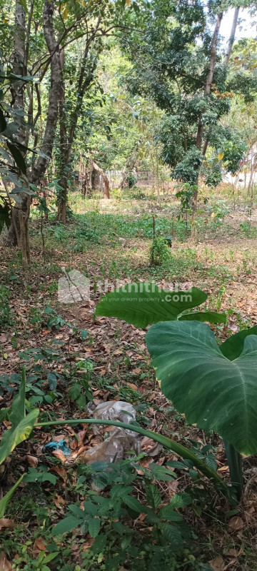 Land for Sale in Kureeppally, Kollam