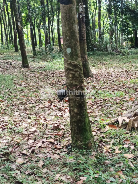 Residential land for sale at Vechoochra in Pathanamthitta 