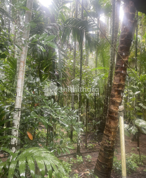 3 BHK house for sale in Kadakassery Malappuram