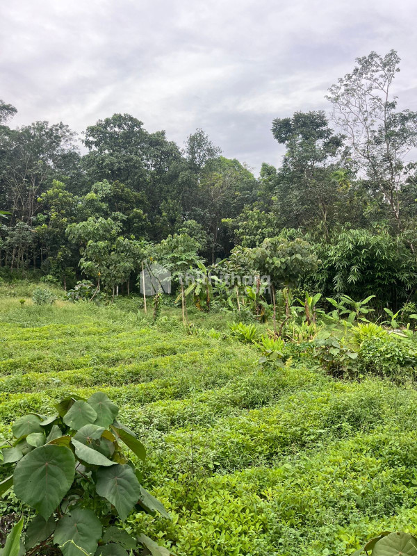 Residential Plots available for Sale in Perumbavoor Ernakulam