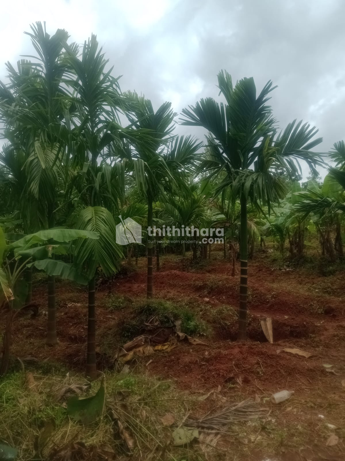 Residential land for sale in payyannur Kannur