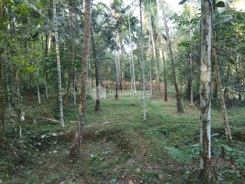 Residential Land For Sale In Mambaram Kannur