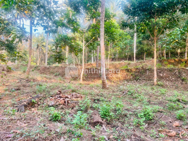 Residential Land available for Sale in Thamarasseri Kozhikode