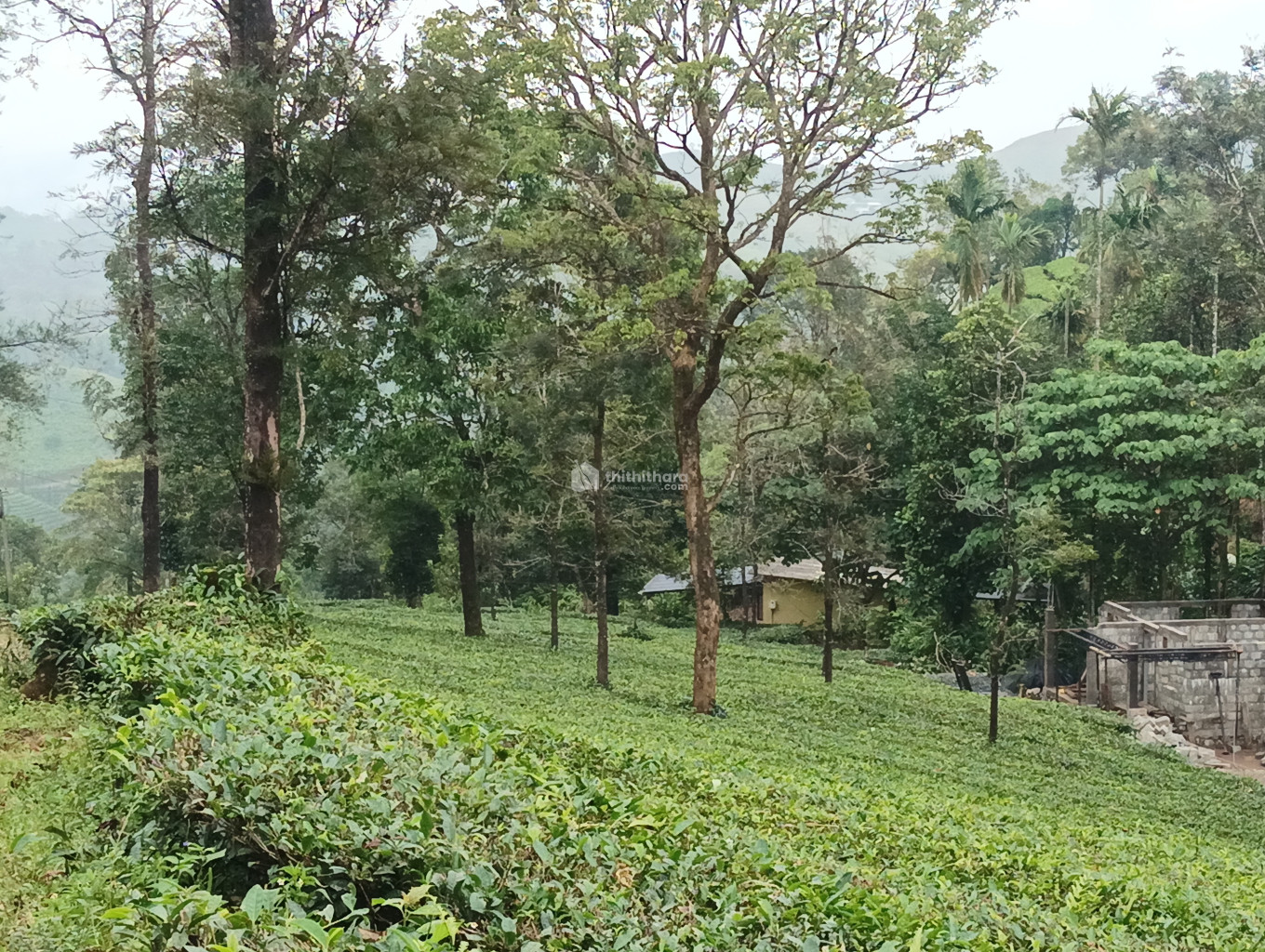 Commercial plot for sale in Vagamon Idukki