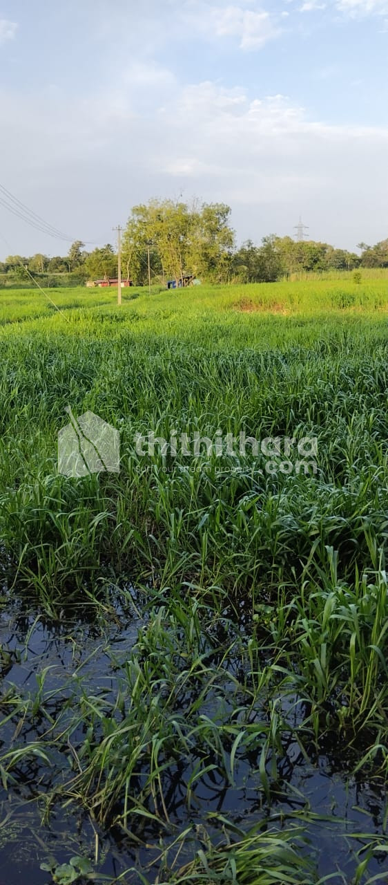 Agricultural Land for sale at Karuvatta Haripad Alappuzha 