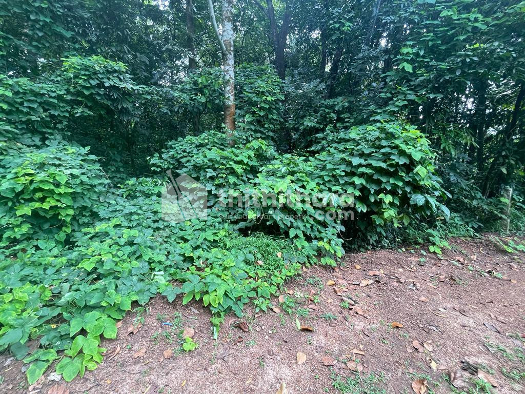 Agricultural Land for Rent at Punalur Kollam 