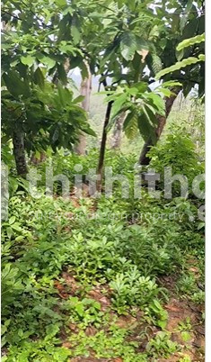 Residential Land available for Sale in Muvattupuzha Ernakulam
