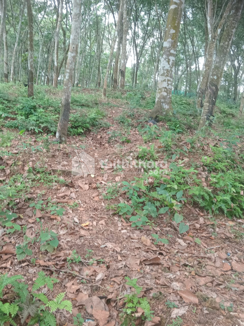 Commercial Plots Available for Sale in Kattakkada Thiruvananthapuram