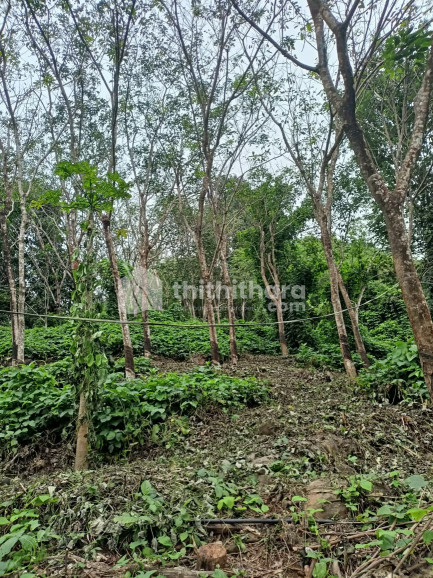 Residential Land available for Sale in Chottupara Thrissur