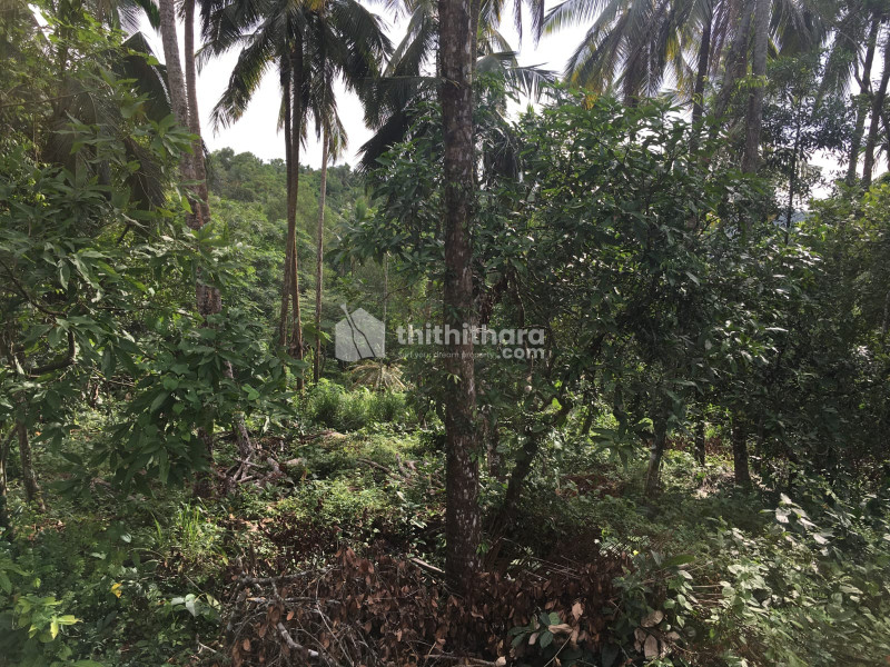 Commercial Plots Available for Sale in Mattanur Kannur 