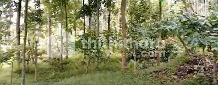 Residential Land Available for Sale in Mananthavady Wayanad