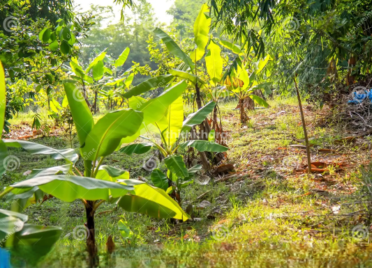 Residential Land Available for Sale in PTP Nagar Trivandrum